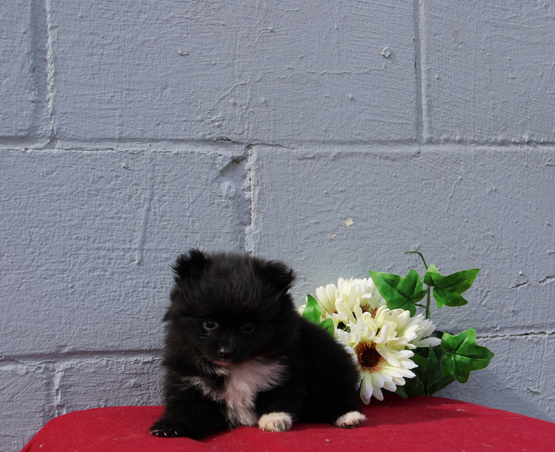 puppy, for, sale, Pomeranian, Matthew B. Stoltzfus, dog, breeder, Gap, PA, dog-breeder, puppy-for-sale, forsale, nearby, find, puppyfind, locator, puppylocator, aca